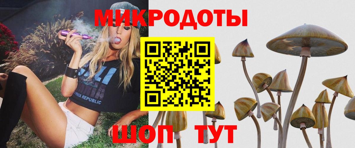 Галлюциногенные грибы Psilocybe Кизилюрт